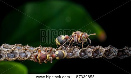 Wasps constructing nest and larvals inside the cells