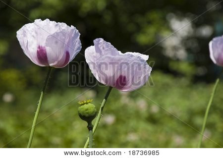 poppy flowers - Papaveraceae Papaver rhoeas