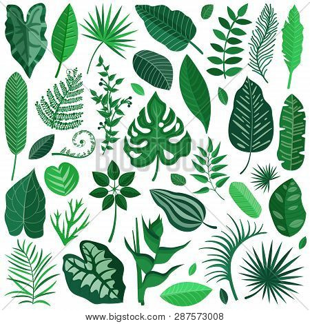 Collection Of Green Tropical Leaves, Palm Tree Branches, Banana Leaf And Exotic Rainforest Leaves In