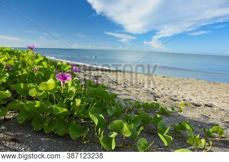 Magenta Morning Glory Growing Along The Beach At Siesta Key Florida