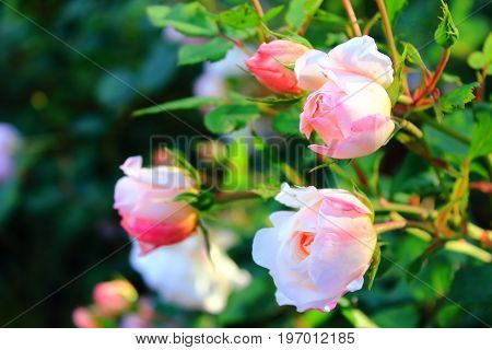 Flowers for 8 Marсh. Bouquet of pale pink roses on the sun. Rose Bush in the garden. Pink and white roses on the bushes. Landscaping. Caring for garden shrubs. Wallpaper for desktop, foto for calendar