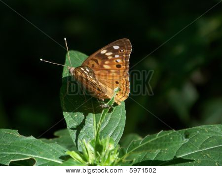 Hackberry emperador mariposa (asterocampa Celtis)