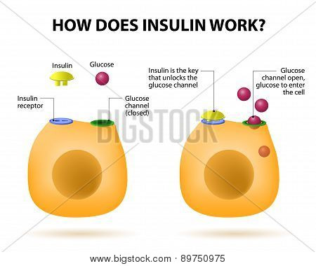 How Does Insulin Work