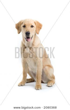 labrador retriever