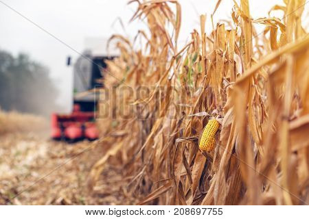 Harvesting corn crop field. Combine harvester working on plantation. Agricultural machinery gathering ripe maize crops.