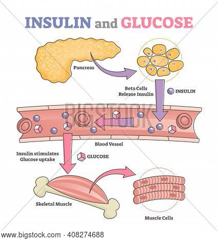 Insulin And Glucose Release Regulation Educational Scheme Outline Concept