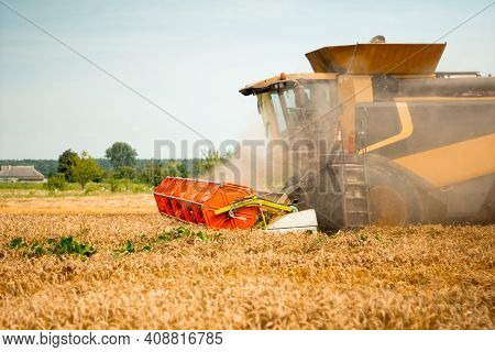 Rotary Straw Walker Cut And Threshes Ripe Wheat Grain. Combine Harvesters With Grain Header, Wide Ch