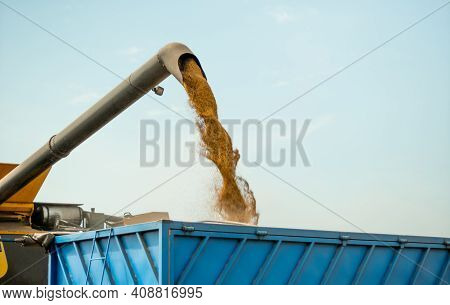 Unloading Grains Into Truck By Unloading Auger. Ripe Wheat Grain Falling From Combine Auger Into Car