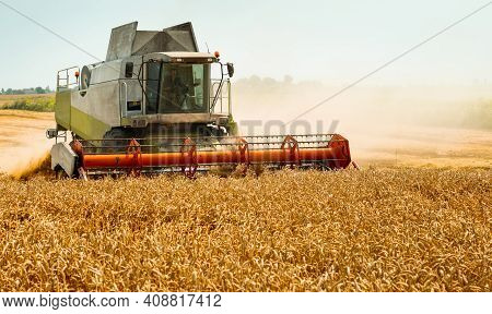 Rotary Straw Walker Cut And Threshes Ripe Wheat Grain. Man In Combine Harvesters With Grain Header, 