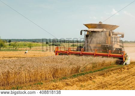 Rotary Straw Walker Cut And Threshes Ripe Wheat Grain. Combine Harvesters With Grain Header, Wide Ch