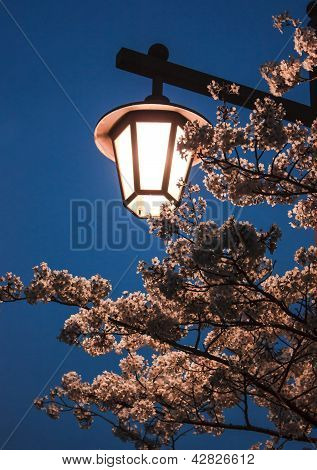 Lantern illuminates the flower branches