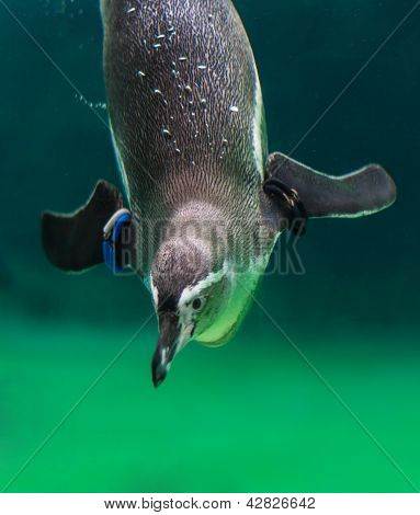 Penguin swimming under water in an aquarium