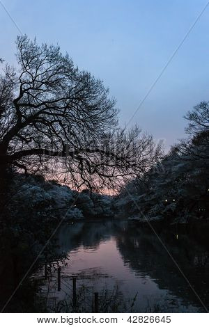 Sakura in the park