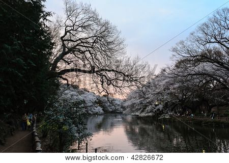 Sakura in the park