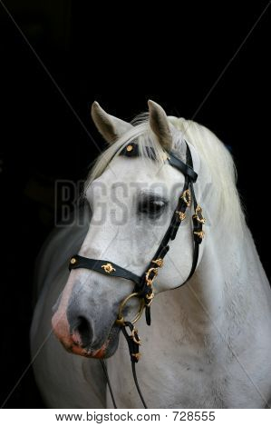 Andalusian Horse On Black