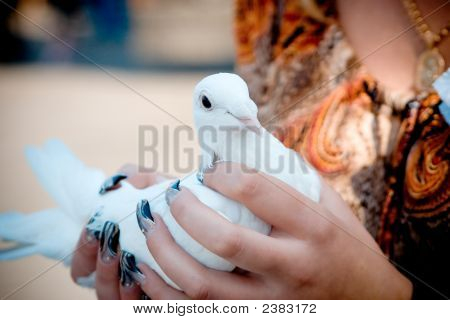 Witte duif In handen van de vrouw