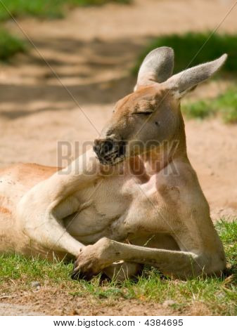 人間の探しているカンガルー