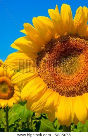 Tournesol