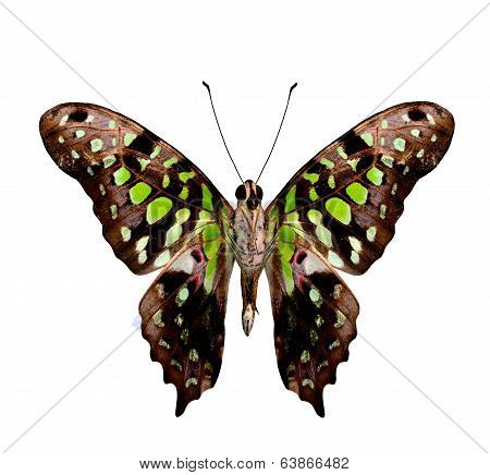 Great Tailed Jay Butterfly (graphium Agamemnon) Lower Wing Profile Isolated On White Background