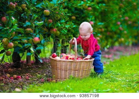 Little Boy With Apple Basket On A Farm