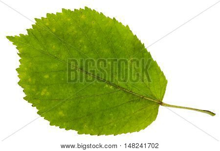 Green Leaf Of Ash-leaved Maple Tree Isolated