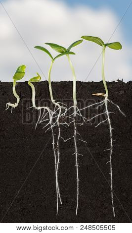 Long Roots Of Cucumber Sprouts Under Ground