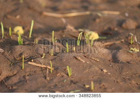 Very Little Plants With Seed On Plants, Decorative Plant With Variegated Plants. Green Plants. Small