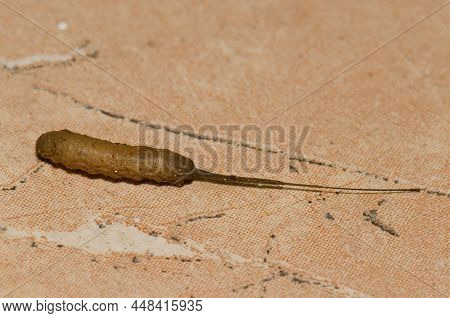 Rat-tailed Maggot Seeking A Suitable Place To Pupate. Larval Form Of The Common Drone Fly Eristalis 