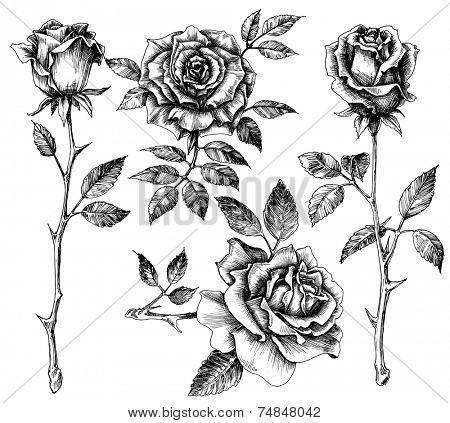 Hand drawn flower set, rose collection