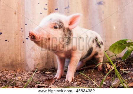 Close-up Of A Cute Muddy Piglet Running Around Outdoors On The Farm