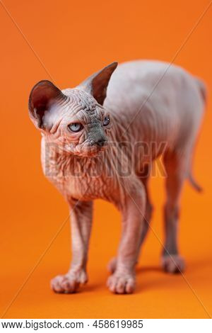 Portrait Of Sphynx Hairless Cat Of Blue Mink And White Color On Orange Background. Cute Female Kitty