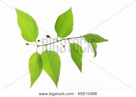 Common Hackberry  (Celtis australis)