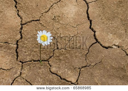 Daisy Flower In The Desert