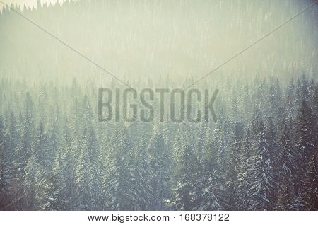 Coniferous Trees, Thickets Of Green Forest