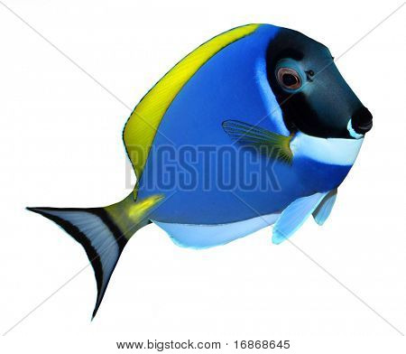 열 대 암초 물고기-Surgeonfish-Zebrasoma-흰 배경에 고립