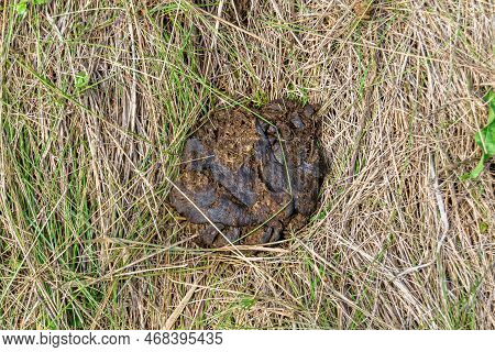 Photography On Theme Fresh Cow Dung Lies On Manure Animal Farm