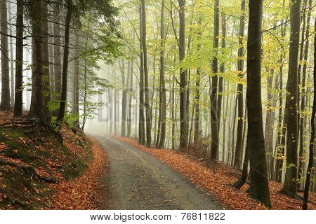 Path trees autumn forest woods Nature landscape Nature landscape Nature background orange Nature landscape trail Nature landscape Nature background landscape Nature background Nature background landscape Nature background season Nature background.