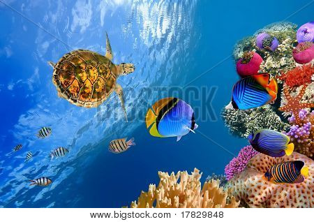 Underwater Landscape With Couple Of Butterflyfishes And Turtle