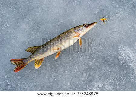 Pike Fishing In Winter From The Ice. The Fishing For Big Pike On The Spinner. Sport Fishing On The P