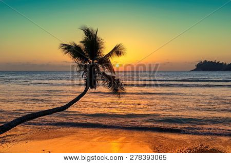 Coco Palm At Sunset Over Tropical Beach In Caribbean Sea. Vintage Processed. Fashion Travel And Trop