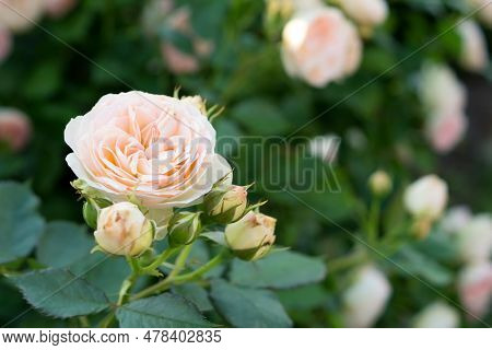 Branch With Flower Of Floribunda Rose Pastella. Pale Pink Peach Color Of Flowers. Garden Cream Rose 