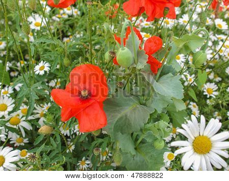 Papaver Flower