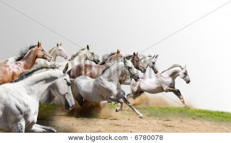 Herd Isolated On White