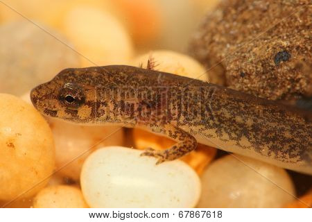 Northern Dusky Salamander ( Desmognathus Fuscus )