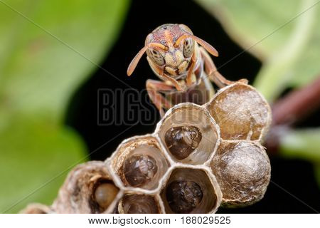 Super macro wasp and larvals in wasp nest