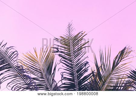 Fluffy coco palm tree leaf on sky background. Palm pink toned photo. Romantic tropical banner template with text place. Coco palm leaf ornament. Fluffy palm leaf backdrop. Beach wedding invitation