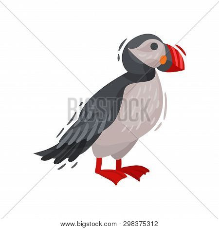 Puffin Bird Image. Cartoon Icelandic Puffin. Vector Illustration.