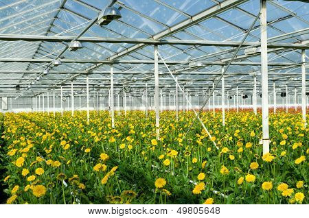 Flowers In Greenhouse