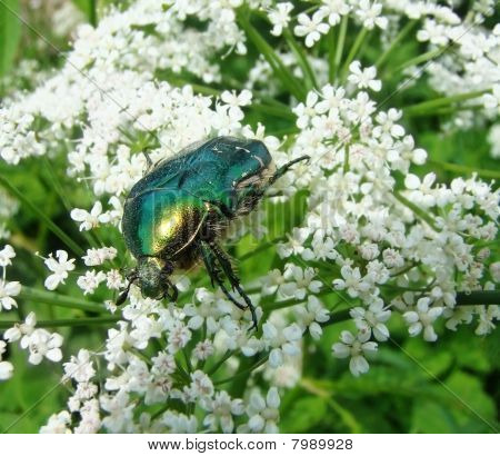 Macro um besouro cetonia em flor branca