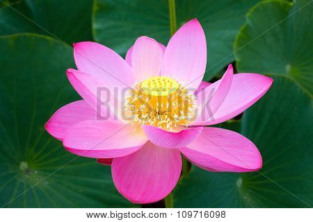 Eastern Lotus, rare and beautiful.